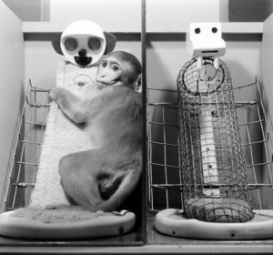 ceivalencia.es - Los monos Rhesus